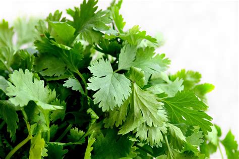 coriander in English .